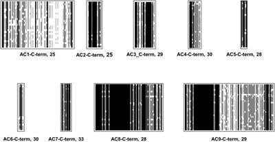 The evolutionary conservation of eukaryotic membrane-bound adenylyl cyclase isoforms